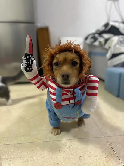 Perr Pet Chucky Custom