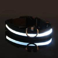 Perr-LED Dog Collar – USB Rechargeable, Waterproof & Night Safety Light
